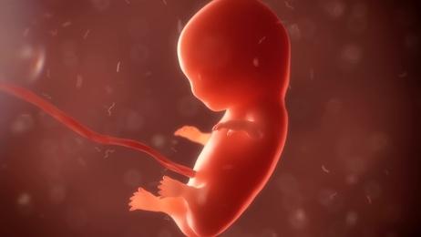 foetus-avortement